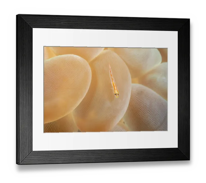 Framed Print : Ghost goby (Pleurosicya mossambica) on Bubble coral (Physogyra lichtensteini), Philippines, Pacific Ocean Framed Print : Ghost goby (Pleurosicya mossambica) on Bubble coral (Physogyra lichtensteini), Philippines, Pacific Ocean