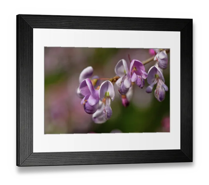 Framed Print : Wattapama (Poitea florida) tree in flower, Puerto de la Cruz Botanical Garden, Tenerife, Canary Islands. May Framed Print : Wattapama (Poitea florida) tree in flower, Puerto de la Cruz Botanical Garden, Tenerife, Canary Islands. May