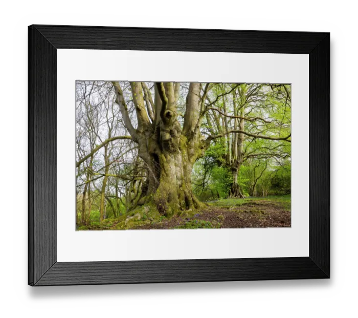 Framed Print : Ancient Beech trees (Fagus sylvatica) in spring, seasonal study, Lineover Wood, Gloucestershire, UK. November. The second largest Beech tree in England Framed Print : Ancient Beech trees (Fagus sylvatica) in spring, seasonal study, Lineover Wood, Gloucestershire, UK. November. The second largest Beech tree in England