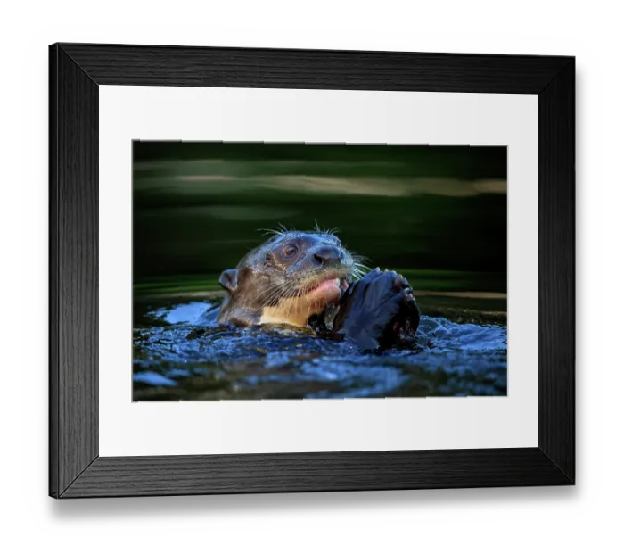 Framed Print : Giant river otter (Pteronura brasiliensis) feeding on a fish in the waters of the Pixaim River in the northern Pantanal, Mato Grosso, Brazil. Endangered Framed Print : Giant river otter (Pteronura brasiliensis) feeding on a fish in the waters of the Pixaim River in the northern Pantanal, Mato Grosso, Brazil. Endangered