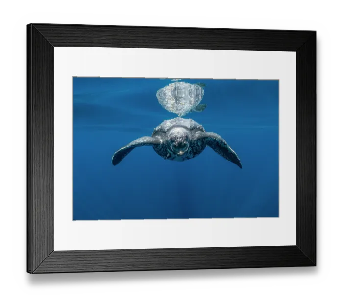 Framed Print : Leatherback sea turtle (Dermochelys coriacea) swimming underwater close to the surface, Kei Islands, Moluccas, Indonesia, Pacific Ocean Framed Print : Leatherback sea turtle (Dermochelys coriacea) swimming underwater close to the surface, Kei Islands, Moluccas, Indonesia, Pacific Ocean