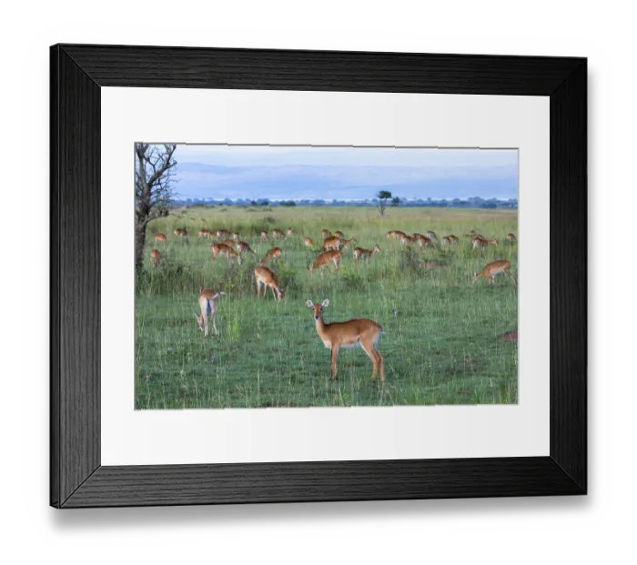 Framed Print : Ugandan kob (Kobus kob thomasi) herd grazing in grassland, Murchison Falls National Park, Uganda Framed Print : Ugandan kob (Kobus kob thomasi) herd grazing in grassland, Murchison Falls National Park, Uganda