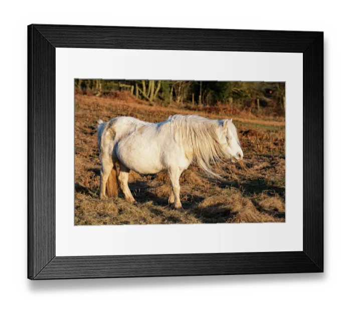 Framed Print : Welsh Mountain pony feeding on supplimentary hay, Garway Hill, Herefordshire, England, UK. January Framed Print : Welsh Mountain pony feeding on supplimentary hay, Garway Hill, Herefordshire, England, UK. January