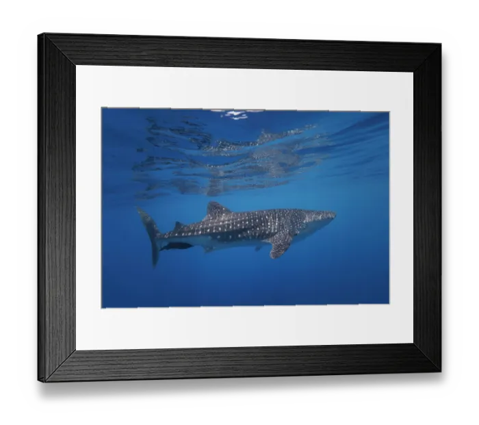 Framed Print : Whale shark (Rhiniodon typus) swimming close to surface, off the coast of Baucau, East Timor, Indian Ocean. Endangered Framed Print : Whale shark (Rhiniodon typus) swimming close to surface, off the coast of Baucau, East Timor, Indian Ocean. Endangered