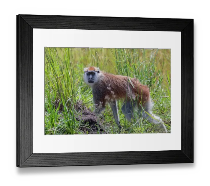 Framed Print : Patas monkey (Erythrocebus patas) walking through long grass, Murchison Falls National Park, Uganda Framed Print : Patas monkey (Erythrocebus patas) walking through long grass, Murchison Falls National Park, Uganda