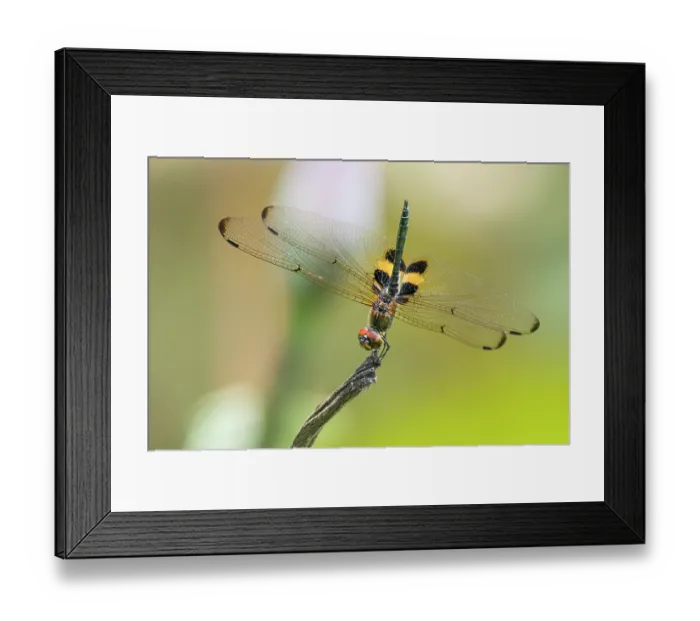 Framed Print : Yellow-striped flutterer dragonfly (Rhyothemis phyllis) basking in midday sunshine on a dead Water lotus spike, Corroboree Billabong, Northern Territory, Australia Framed Print : Yellow-striped flutterer dragonfly (Rhyothemis phyllis) basking in midday sunshine on a dead Water lotus spike, Corroboree Billabong, Northern Territory, Australia