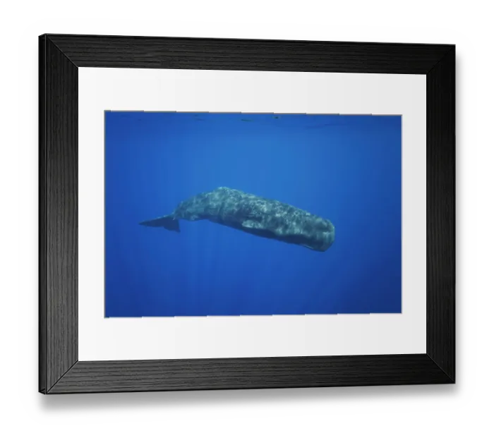 Framed Print : Sperm whale (Physeter macrocephalus) swimming off the coast of East Timor, Indian Ocean. Endangered
