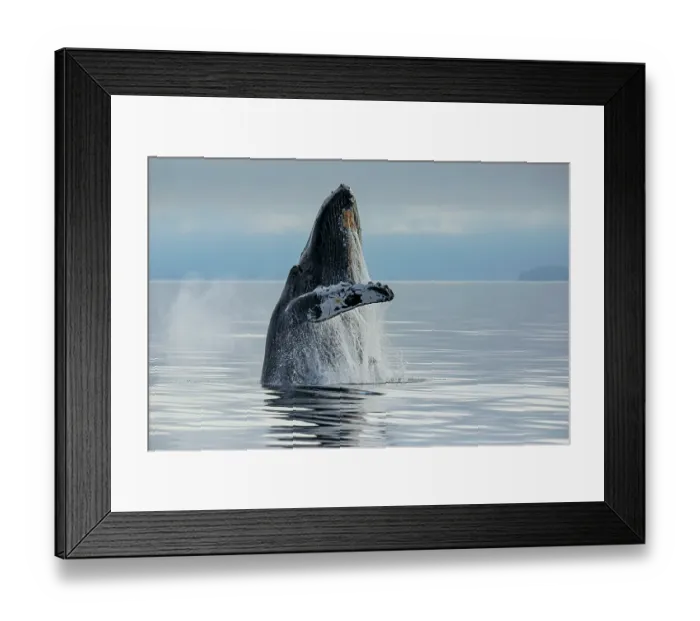 Framed Print : Humpback whale (Megaptera novaeangliae) breaching from the calm, misty waters of Frederick Sound, Alaska, USA. July Framed Print : Humpback whale (Megaptera novaeangliae) breaching from the calm, misty waters of Frederick Sound, Alaska, USA. July