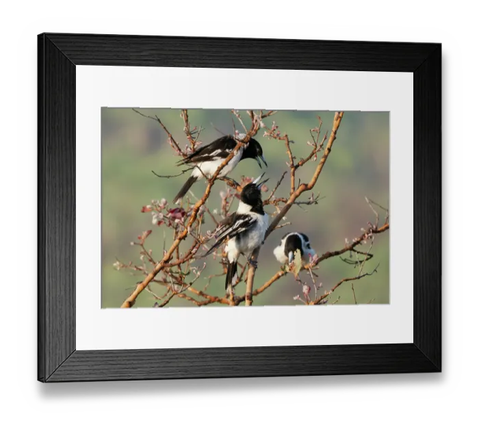 Framed Print : Three Pied butcherbirds (Cracticus nigrogularis) calling, feeding and displaying in an Apple gum tree (Corymbia polysciada) in the early morning, Adelaide River Hills Framed Print : Three Pied butcherbirds (Cracticus nigrogularis) calling, feeding and displaying in an Apple gum tree (Corymbia polysciada) in the early morning, Adelaide River Hills