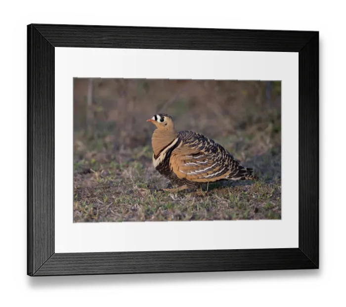 Framed Print : Painted sandgrouse (Pterocles indicus) portrait, protected area Van Vihar, west of Dholpur, Rajasthan, India Framed Print : Painted sandgrouse (Pterocles indicus) portrait, protected area Van Vihar, west of Dholpur, Rajasthan, India