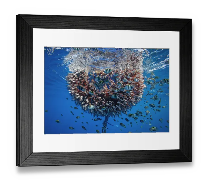 Framed Print : Sergeant major damsels (Abudefduf vaigiensis) juvenile school sheltering around buoy covered in pelagic Gooseneck barnacles (Lepas anatifera), East Timor, Indian Ocean Framed Print : Sergeant major damsels (Abudefduf vaigiensis) juvenile school sheltering around buoy covered in pelagic Gooseneck barnacles (Lepas anatifera), East Timor, Indian Ocean