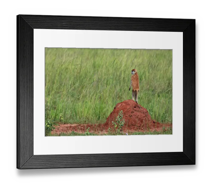 Framed Print : Patas monkey (Erythrocebus patas) standing alert on top of termite mound, Murchison Falls National Park, Uganda Framed Print : Patas monkey (Erythrocebus patas) standing alert on top of termite mound, Murchison Falls National Park, Uganda