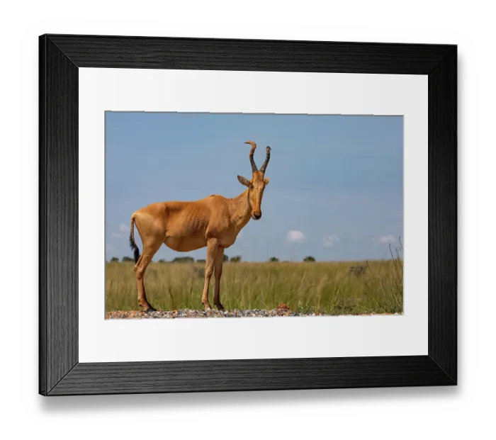 Framed Print : Jackson's hartebeest (Alcelaphus buselaphus lelwel) portrait, Murchison Falls National Park, Uganda Framed Print : Jackson's hartebeest (Alcelaphus buselaphus lelwel) portrait, Murchison Falls National Park, Uganda