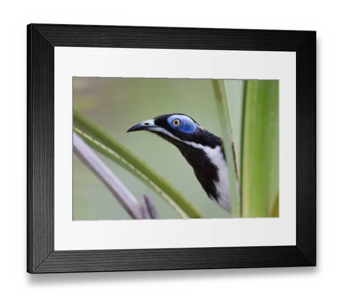 Framed Print : White-quilled honeyeater (Entomyzon albipennis) perched in a Sand palm (Livistona humilis), Adelaide River Hills, Northern Territory, Australia Framed Print : White-quilled honeyeater (Entomyzon albipennis) perched in a Sand palm (Livistona humilis), Adelaide River Hills, Northern Territory, Australia