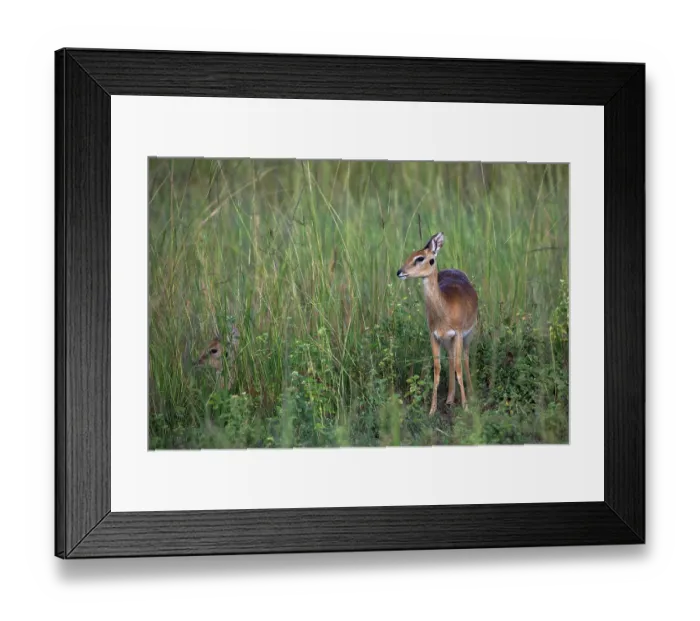 Framed Print : Oribi (Ourebia ourebi) standing n long grass, Murchison Falls National Park, Uganda Framed Print : Oribi (Ourebia ourebi) standing n long grass, Murchison Falls National Park, Uganda