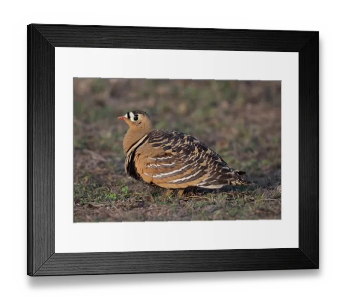 Framed Print : Painted sandgrouse (Pterocles indicus) portrait, protected area Van Vihar, west of Dholpur, Rajasthan, India Framed Print : Painted sandgrouse (Pterocles indicus) portrait, protected area Van Vihar, west of Dholpur, Rajasthan, India