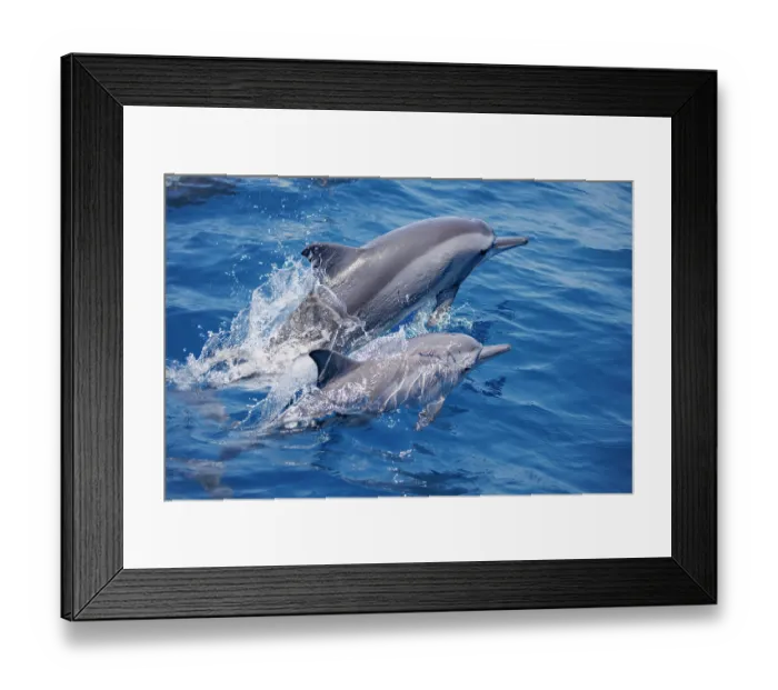 Framed Print : Two Spinner dolphins (Stenella longirostris) leaping out of the water, East Timor, Indian Ocean Framed Print : Two Spinner dolphins (Stenella longirostris) leaping out of the water, East Timor, Indian Ocean