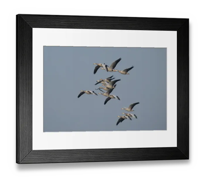 Framed Print : Bar-headed geese (Anser indicus) flock in flight, Chambal river, Dholpur, Rajastahn, India Framed Print : Bar-headed geese (Anser indicus) flock in flight, Chambal river, Dholpur, Rajastahn, India