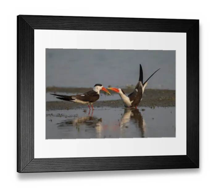 Framed Print : Indian skimmers (Rynchops albicollis) pair, courtship display, Chambal river, Dholpur, Rajastahn, India Framed Print : Indian skimmers (Rynchops albicollis) pair, courtship display, Chambal river, Dholpur, Rajastahn, India