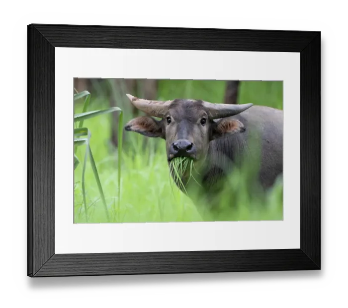 Framed Print : Asian water buffalo (Bubalus bubalis) juvenile male feeding at the edge of a swamp, Adelaide River Hills, Northern Territory, Australia Framed Print : Asian water buffalo (Bubalus bubalis) juvenile male feeding at the edge of a swamp, Adelaide River Hills, Northern Territory, Australia