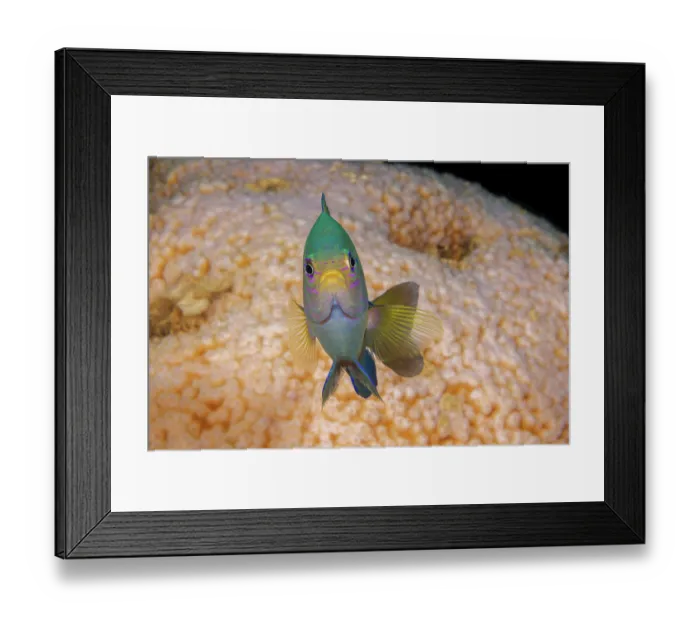 Framed Print : Wedgespot damsel (Pomacentrus cuneatus) portrait, Guam, Federated States of Micronesia, Pacific Ocean Framed Print : Wedgespot damsel (Pomacentrus cuneatus) portrait, Guam, Federated States of Micronesia, Pacific Ocean