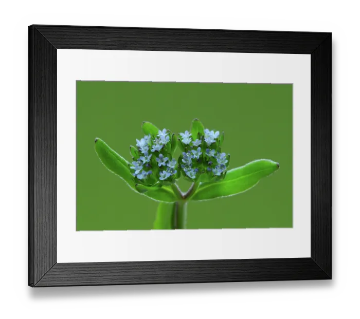 Framed Print : Common cornsalad (valerianella locusta) in flower, close up, Dorset, England, UK. April