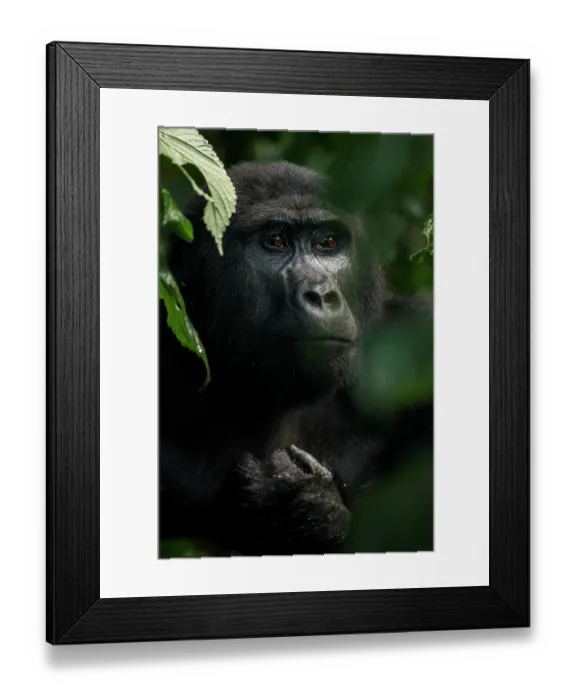 Framed Print : Mountain gorilla (Gorilla beringei beringei) female, portrait, Bwindi Impenetrable Forest, Uganda. Endangered Framed Print : Mountain gorilla (Gorilla beringei beringei) female, portrait, Bwindi Impenetrable Forest, Uganda. Endangered