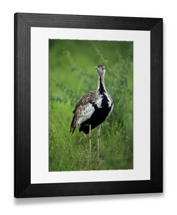 Framed Print : Black-bellied bustard (Lissotis melanogaster) standing in grassland, Ishasha Sector, Queen Elizabeth National Park, Uganda