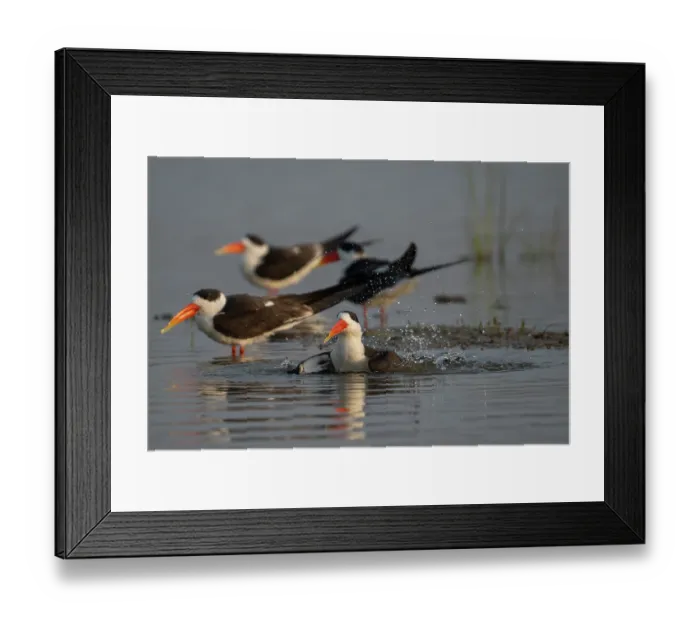Framed Print : Group of Indian skimmers (Rynchops albicollis) bathing in river, Chambal river, Dholpur, Rajastahn, India Framed Print : Group of Indian skimmers (Rynchops albicollis) bathing in river, Chambal river, Dholpur, Rajastahn, India