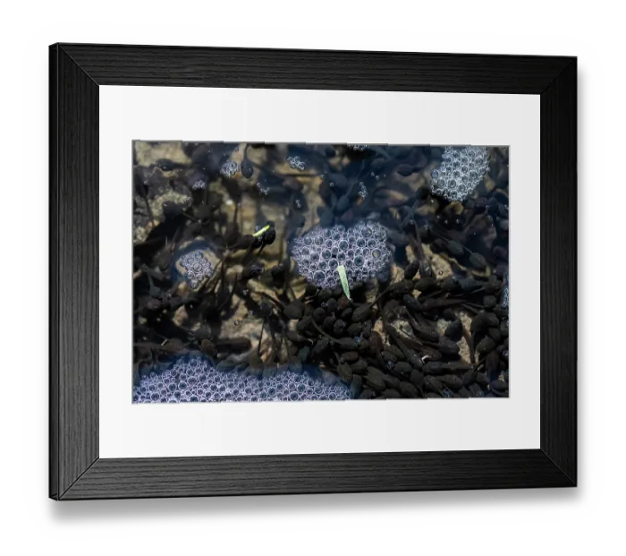 Framed Print : Common frog (Rana temporaria) tadpoles with air bubbles in a puddle, Wart Hill, Shropshire, England, UK. March