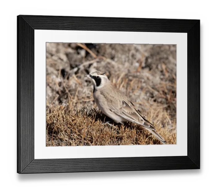 Framed Print : Horned lark (Eremophila alpestris) male, portrait, Hanle, Ladakh, India Framed Print : Horned lark (Eremophila alpestris) male, portrait, Hanle, Ladakh, India