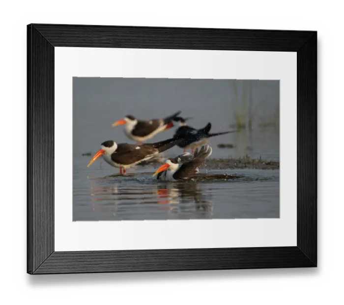 Framed Print : Group of Indian skimmers (Rynchops albicollis) bathing in river, Chambal river, Dholpur, Rajastahn, India Framed Print : Group of Indian skimmers (Rynchops albicollis) bathing in river, Chambal river, Dholpur, Rajastahn, India