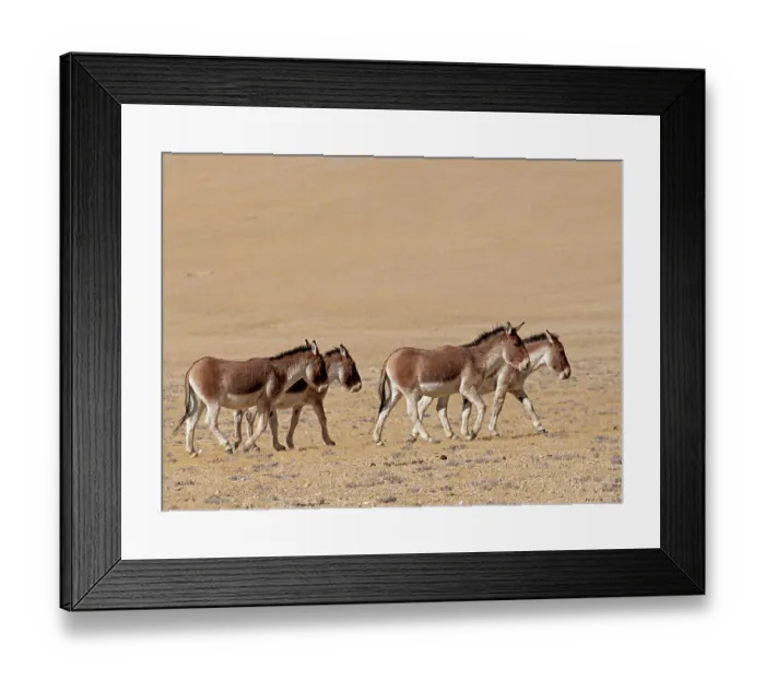 Framed Print : Four Kiangs (Equus kiang) walking over dry, stony ground, Ladakh, India Framed Print : Four Kiangs (Equus kiang) walking over dry, stony ground, Ladakh, India