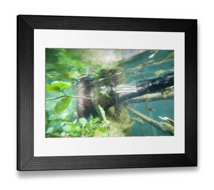 Framed Print : European beaver (Castor fiber) in river feeding on a fallen tree, River Rhone, Alps, France. May Framed Print : European beaver (Castor fiber) in river feeding on a fallen tree, River Rhone, Alps, France. May