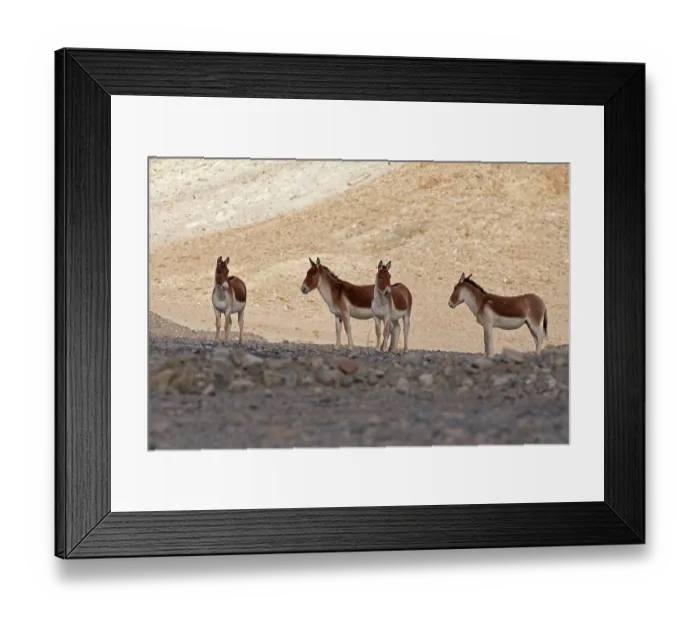 Framed Print : Four Kiangs (Equus kiang) standing in the shade on dry, stony ground, Ladakh, India Framed Print : Four Kiangs (Equus kiang) standing in the shade on dry, stony ground, Ladakh, India