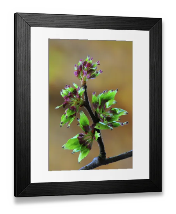 Framed Print : Wych elm (ulmus glabra) close up showing the transition between blossom and seeds forming. Dorset, England, UK. April Framed Print : Wych elm (ulmus glabra) close up showing the transition between blossom and seeds forming. Dorset, England, UK. April