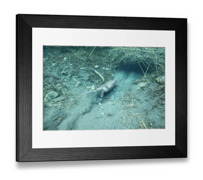 Framed Print : European beaver (Castor fiber) entering its underwater burrow, River Rhone, Alps, France. June Framed Print : European beaver (Castor fiber) entering its underwater burrow, River Rhone, Alps, France. June