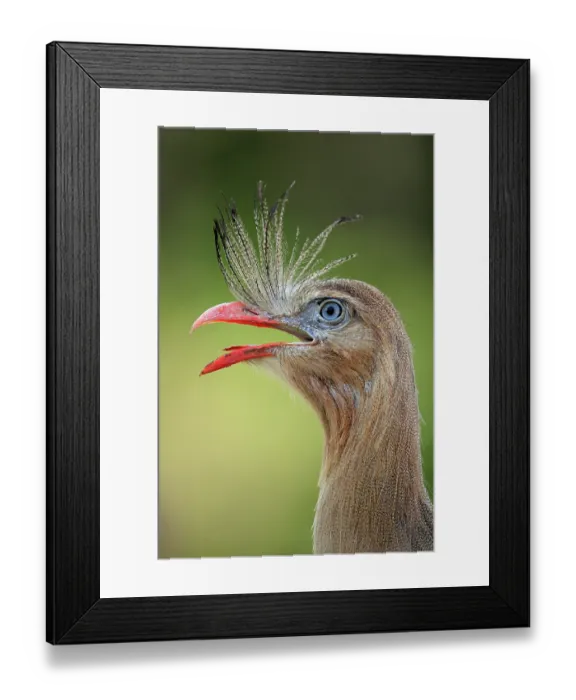 Framed Print : Red-legged seriema (Cariama cristata) calling and raising its crest in threat display, Bonito, Mato Grosso do Sul, Brazil Framed Print : Red-legged seriema (Cariama cristata) calling and raising its crest in threat display, Bonito, Mato Grosso do Sul, Brazil