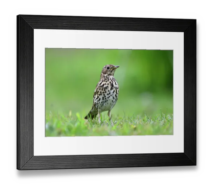 Framed Print : Song thrush (Turdus philomelos) standing on grass, portrait, Dorset, England, UK. April Framed Print : Song thrush (Turdus philomelos) standing on grass, portrait, Dorset, England, UK. April