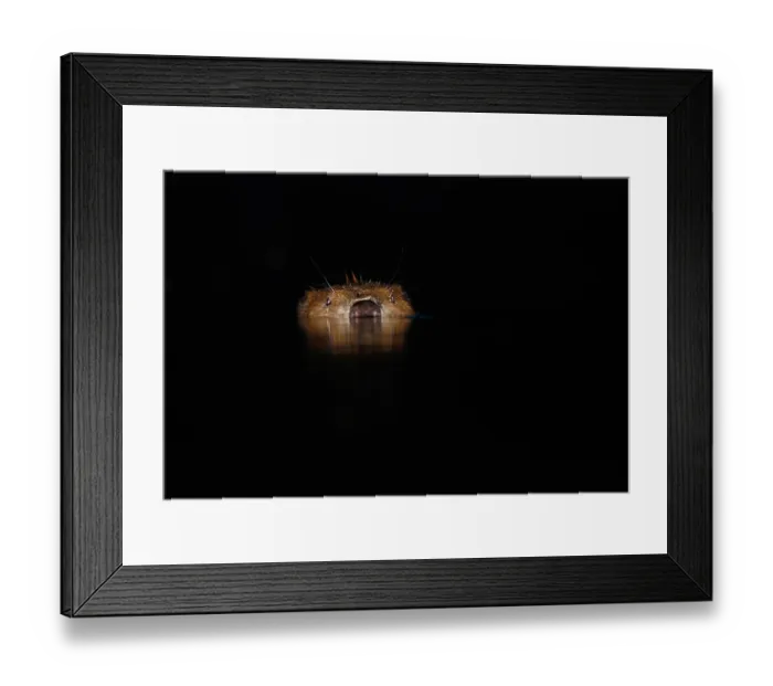 Framed Print : European beaver (Castor fiber) swimming at water surface at dusk, River Rhone, Alps, France. June Framed Print : European beaver (Castor fiber) swimming at water surface at dusk, River Rhone, Alps, France. June
