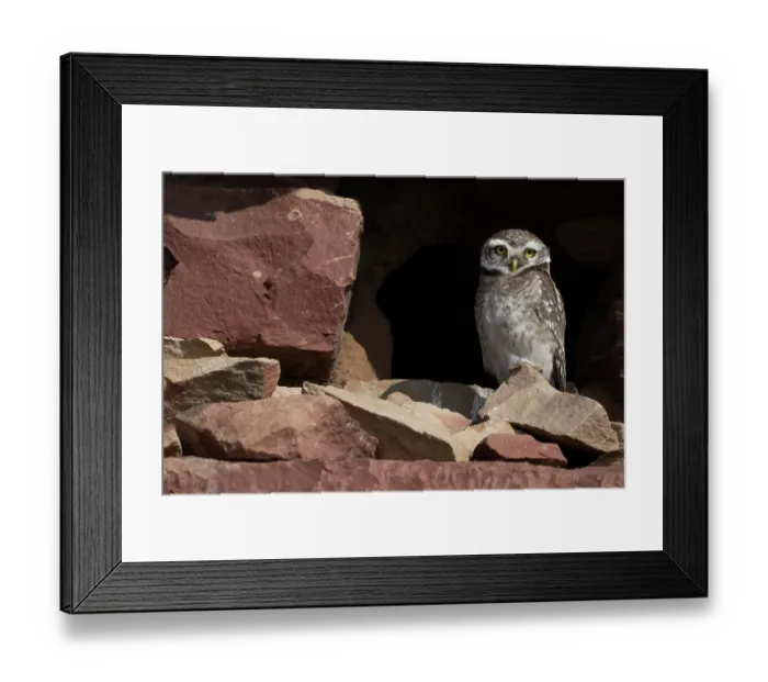 Framed Print : Spotted owlet (Athene brama) perched on rocks, Pachgaon, near Dholpur, Rajasthan, India Framed Print : Spotted owlet (Athene brama) perched on rocks, Pachgaon, near Dholpur, Rajasthan, India