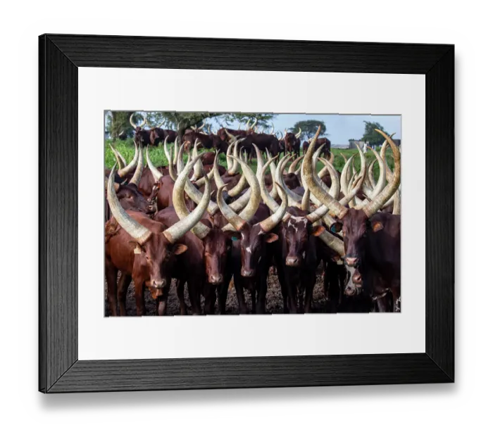 Framed Print : Ankole cattle herd, Mburo National Park, Uganda Framed Print : Ankole cattle herd, Mburo National Park, Uganda