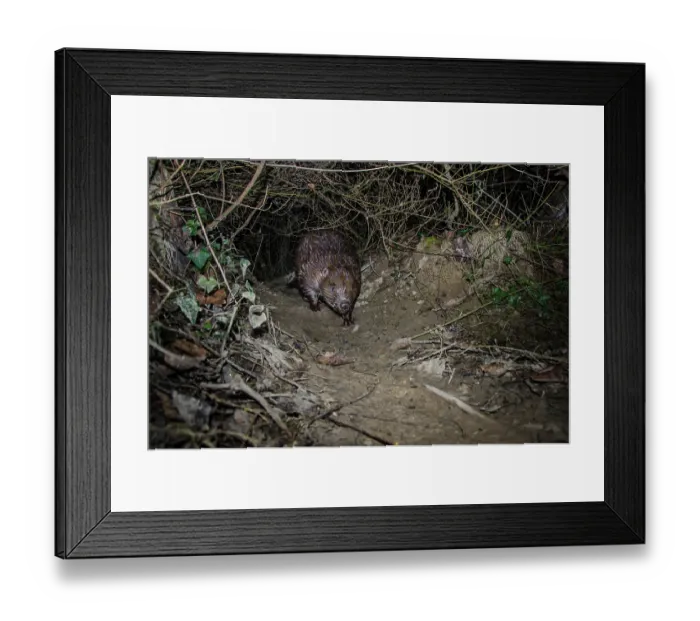 Framed Print : European beaver (Castor fiber) foraging at night, Ain, Alps, France. February. Camera trap image Framed Print : European beaver (Castor fiber) foraging at night, Ain, Alps, France. February. Camera trap image