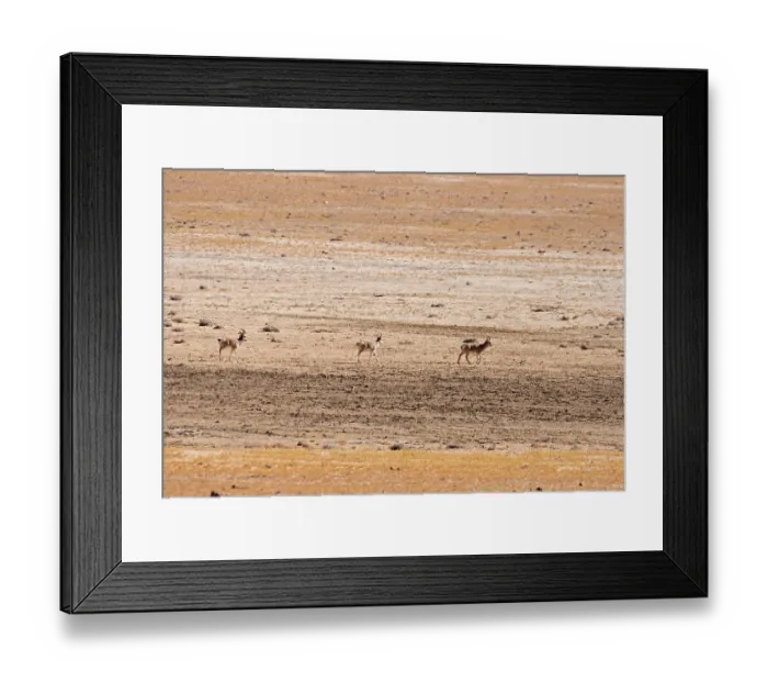 Framed Print : Three Tibetan gazelles / Goas (Procapra picticaudata) walking over dry, stony ground through heat haze, Ladakh, India Framed Print : Three Tibetan gazelles / Goas (Procapra picticaudata) walking over dry, stony ground through heat haze, Ladakh, India