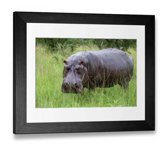 Framed Print : Hippopotamus (Hippopotamus amphibius) standing in grass, portrait, Mburo National Park, Uganda Framed Print : Hippopotamus (Hippopotamus amphibius) standing in grass, portrait, Mburo National Park, Uganda