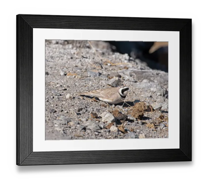 Framed Print : Horned lark (Eremophila alpestris) male, resting on rocky ground, Hanle, Ladakh, India Framed Print : Horned lark (Eremophila alpestris) male, resting on rocky ground, Hanle, Ladakh, India