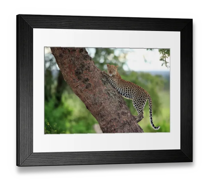 Framed Print : Leopard (Panthera pardus) female, stretching on tree trunk, Ishasha sector, Queen Elizabeth National Park, Uganda Framed Print : Leopard (Panthera pardus) female, stretching on tree trunk, Ishasha sector, Queen Elizabeth National Park, Uganda