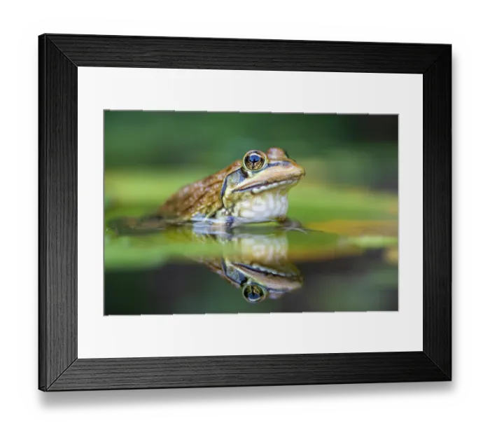 Framed Print : Cape River frog (Amietia fuscigula) resting in shallow water, Kirstenbosch National Botanical Garden, Cape Town, South Africa Framed Print : Cape River frog (Amietia fuscigula) resting in shallow water, Kirstenbosch National Botanical Garden, Cape Town, South Africa