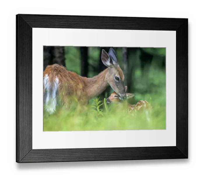 Framed Print : Whitetailed deer (Odocoileus virginianus) female affectionately grooming her fawn, Acadia National Park, Maine, USA. June Framed Print : Whitetailed deer (Odocoileus virginianus) female affectionately grooming her fawn, Acadia National Park, Maine, USA. June