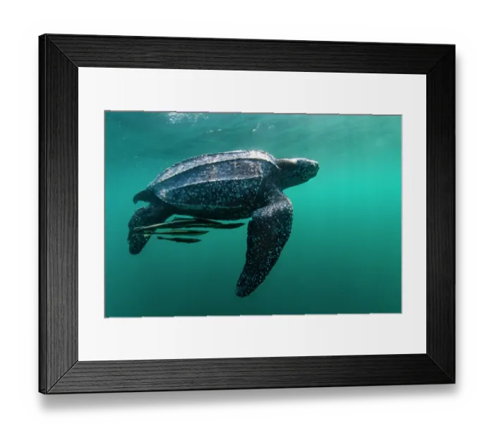 Framed Print : Leatherback sea turtle (Dermochelys coriacea) male, swimming close to the surface with group of Remoras (Echeneidae) beneath feeding on jellyfish scraps, Kei Islands, Moluccas Framed Print : Leatherback sea turtle (Dermochelys coriacea) male, swimming close to the surface with group of Remoras (Echeneidae) beneath feeding on jellyfish scraps, Kei Islands, Moluccas
